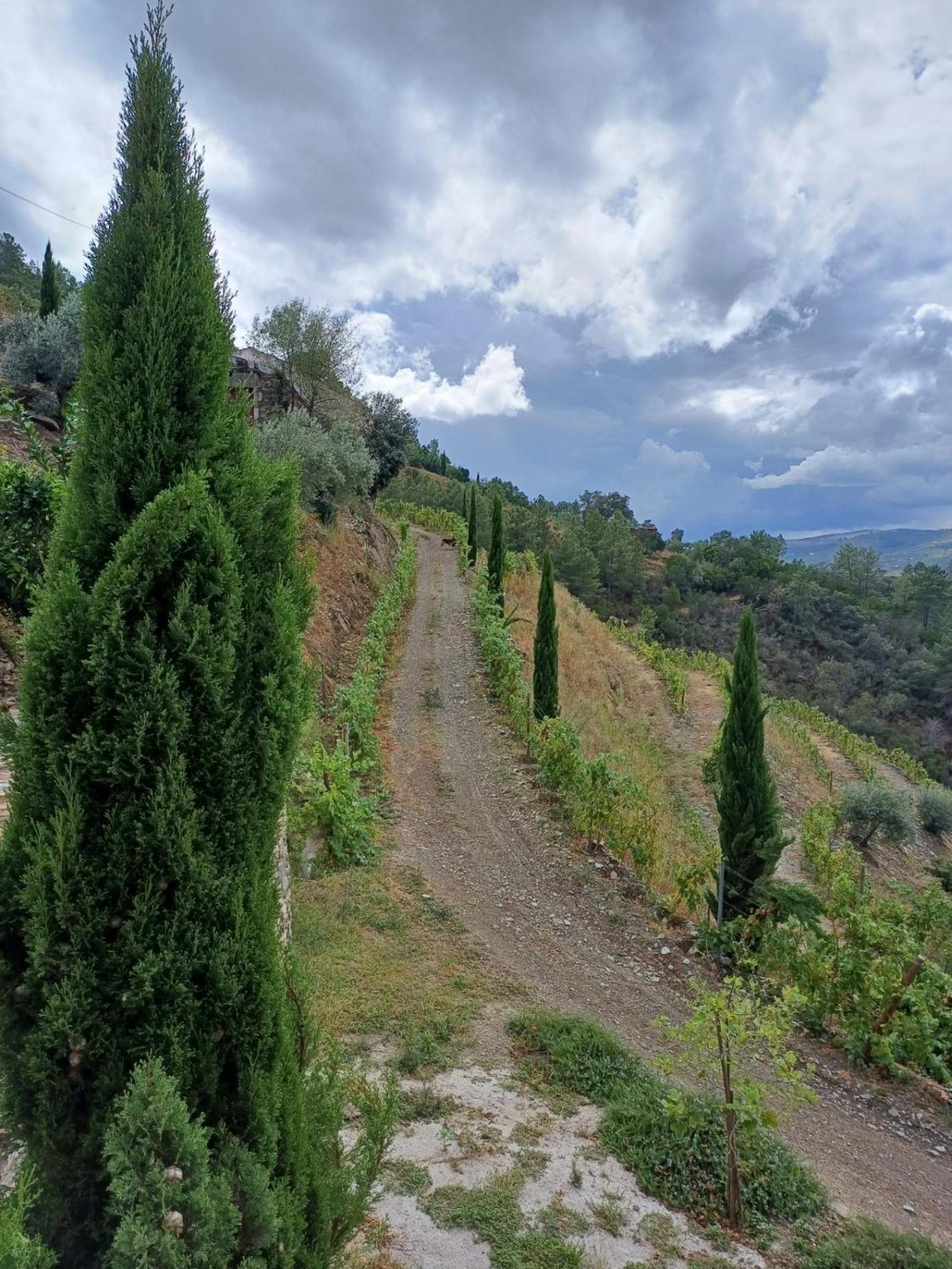 Alijó Country House Quinta Da Salgueira المظهر الخارجي الصورة